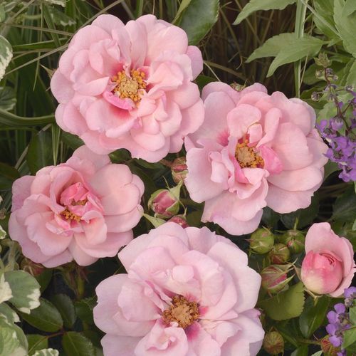 Jasno-różowy z ciemnymi ziarnami - Róże pienne - z kwiatami pojedynczymi - korona krzaczasta